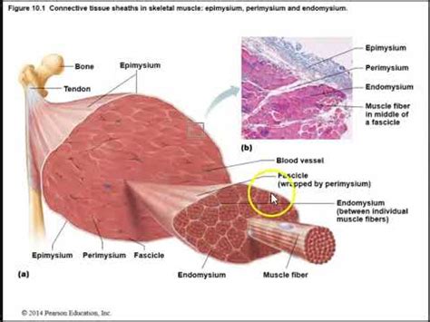 Human Anatomy Lecture Ch 10 Skeletal Muscle Tissue - YouTube