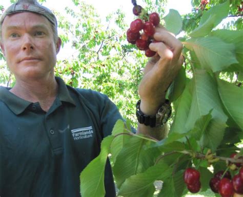 Early Cherry Harvest Begins Otago Daily Times Online News
