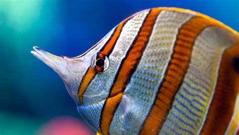 Also, they can go days or even weeks without eating sometimes when shedding their skin. How Long Can Marine Fish Go Without Food? | Reef Builders ...