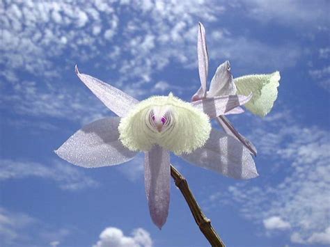 We did not find results for: Unique Flowers ~ Splendid Pictures Around The Net