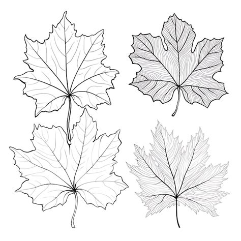 Premium Photo Hand Drawn Grape Leaf Outlines Black Color On White