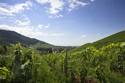 Die höhenburg liegt am übergang von der oberrheinischen tiefebene zum schwarzwald auf dem gipfel des 520,1 m ü. Rebland Tour: Um die Yburg | Baden-Baden