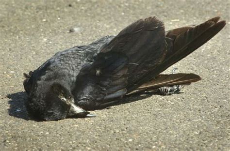 About 30 Crows Found Dead Along Rt 7 Connector The Hour