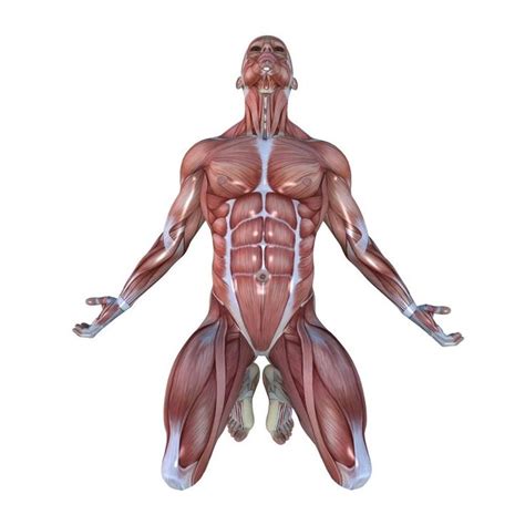 The skeletal system is the foundation of your body, giving. The 13 Major Muscle Groups of the Body and their Functions ...
