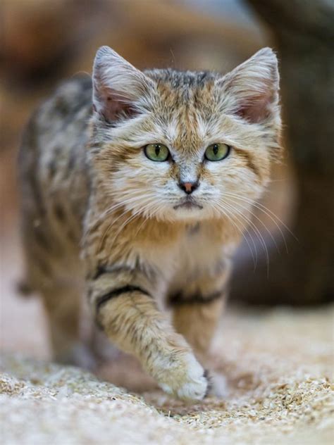 A Sand Cat One Of The Animals Adapted To Thrive In Deserts Photo By