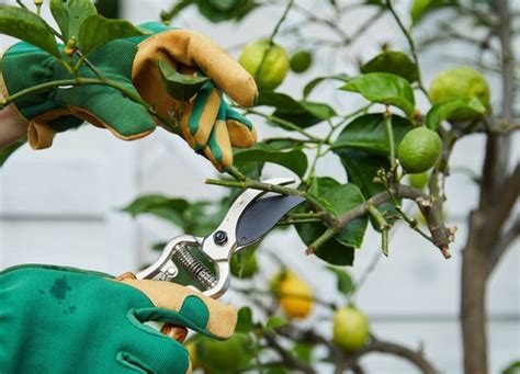Tipps von plantura zum beschneiden von olivenbäumchen. Zitronenbaum schneiden: Zeitpunkt & Anleitung in 2020 ...