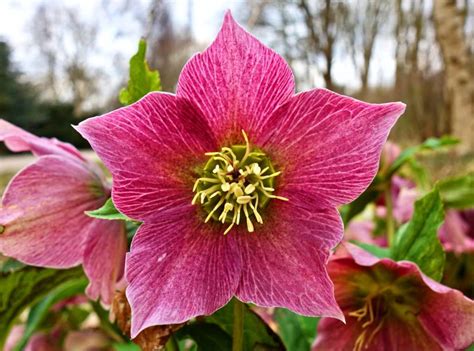 A complete list of winter flowers or winter flowering plants name has been mentioned in this video. Plants and flowers that bloom in winter for a flower ...