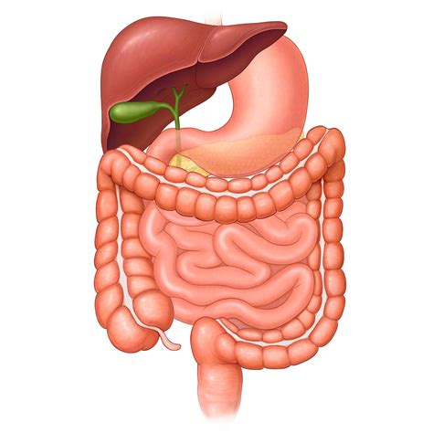 In this article, we shall look at the layers of this wall, its surface anatomy and common surgical incisions that can be made to access the abdominal cavity. Abdominal Anatomy - Abdominal Anatomy at University of ...