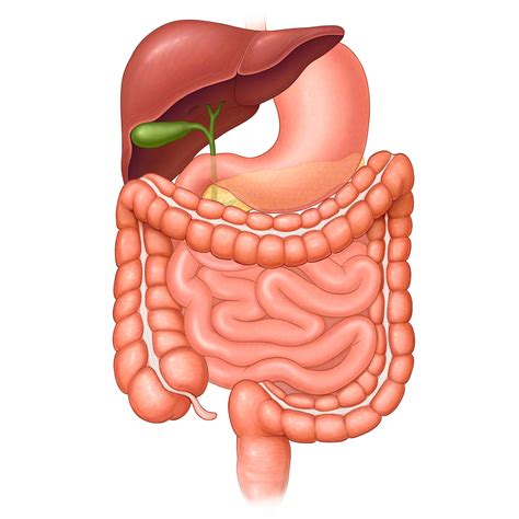 With related to nerves of anterior abdominal wall and the inguinal region: Abdominal Organs Stock Art