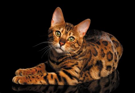 Bengal Katze Qualipet Blog Rund Um Tiere And Tierzubehör