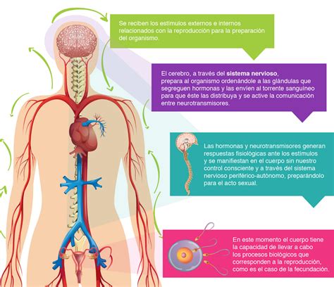 Sistema Reproductivo Y Nervioso Mind Map The Best Porn Website