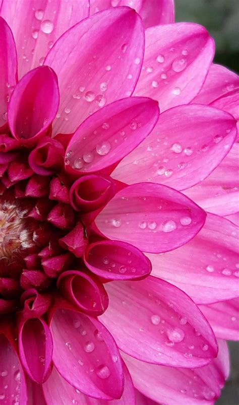Click here and download the dahlia coloring page for adults graphic · window, mac, linux · last updated 2021 · commercial licence included Dahlia. | Flowers, Coloring tips, Plants