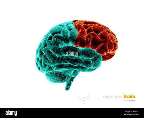 Menschliche Gehirn Frontallappen Anatomie Struktur Die Menschliche