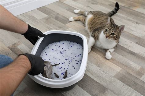 How To Reuse Crystal Cat Litter