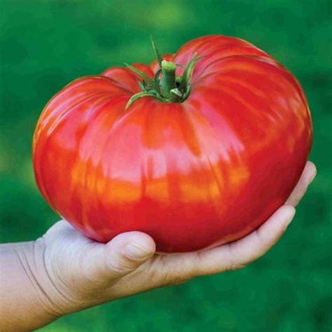 Giant Red Beef Steak Tomato 6 Plant Seeds Etsy Canada