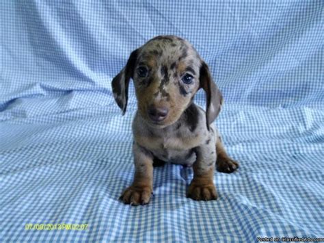 The dachshund is a playful, loyal dog with a great deal of intelligence. Dachshund chocolate dapple male for Sale in North Port ...