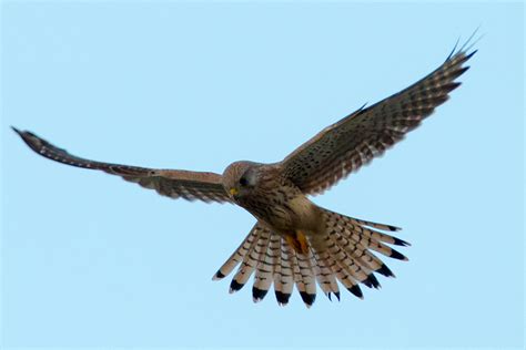 Weil sie so eine realistische prüfungssituation kreieren! Turmfalke