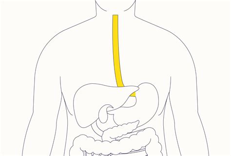 Esophagus Location Function And Associated Diseases