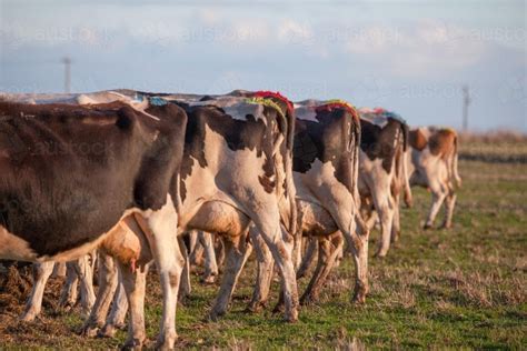 Image Of Dairy Cows With Marked Tails Indicating Insemination Austockphoto