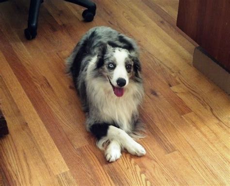 The miniature american shepherd (aka the miniature australian shepherd or mini aussie) is a small herding dog with an interesting history. Miniature American Shepherds of Colorado: Miniature ...