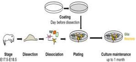 Optimzed cells, media, supplements, plastics and matrix coatings for every cell type Schematic representation for primary neuronal cell culture ...
