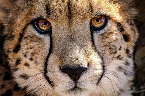 A Close Up Of A Cheetah Bushcraft Skills Eye Sketch Wildlife Watching