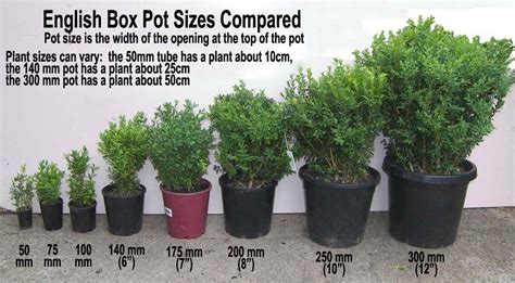 Shipping container length varies from 10 feet to 53 feet, with five iso container sizes overall Pot sizes | Small potted plants, Container plants, Plants