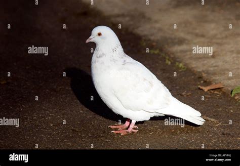 Domestic White Dove Stock Photo Alamy