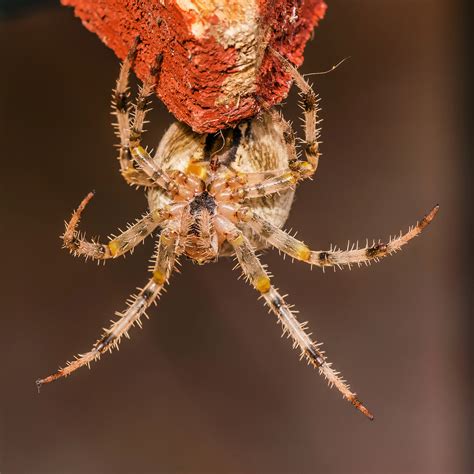 European Garden Spider Araneus Diadematus Image Free Stock Photo