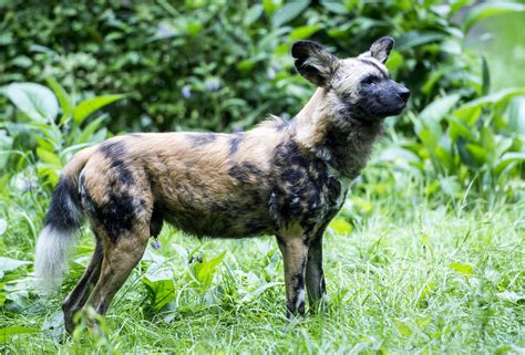 With the dizzying variety of domesticated dog breeds created by man, it can be easy to forget that there are some stunning species of dogs that man had nothing to do with. Gamba the African Wild Dog - Dudley Zoological Gardens