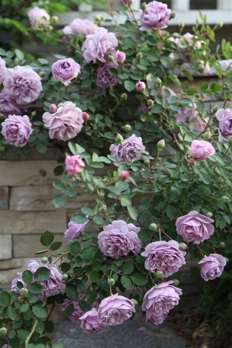As a climber, the blue moon grows upwards of 8 to 10 feet tall and will quickly cover any fence or trellis that you give it for support. Bluemoon roses, love the color : flowers
