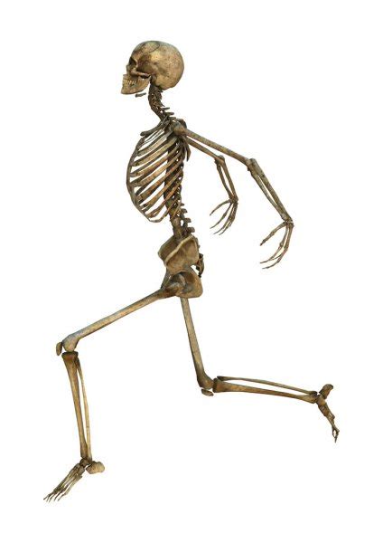 Human Skeleton — Stock Photo © Photosvac 57390559