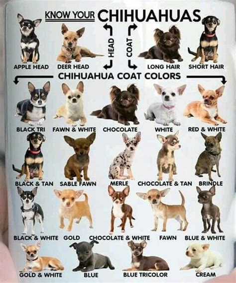 Chihuahua Breeds Chart Pets Lovers
