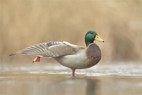 Yoga Duck Photograph By Lee Dombeck Fine Art America