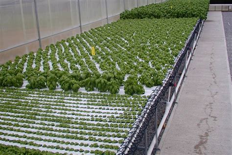 Alibaba.com offers 11,271 nft hydroponic system products. American Hydroponics NFT Systems - GROZINEGROZINE