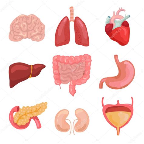 Órganos Del Cuerpo Humano De Dibujos Animados Sano Digestivo