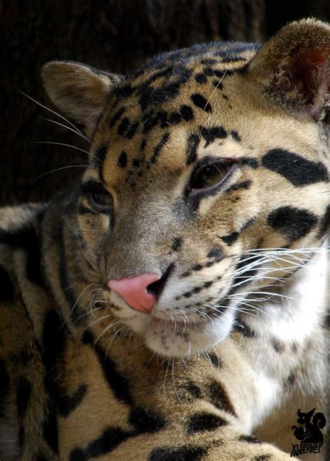 17 Best Images About Clouded Leopards On Pinterest Day