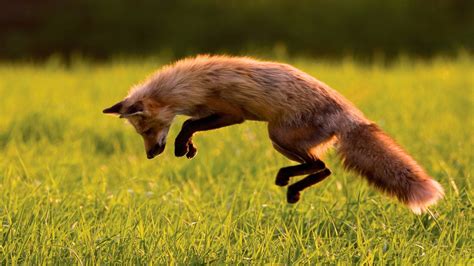 Wallpaper Red Fox Green Grass Jumping Sunny Day Wild Nature