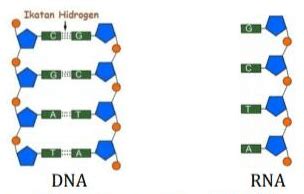 Perhatikan Model DNA Dan RNA Berikut Ini Se