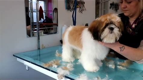 Shih Tzu In Lovely Puppy Haircut Youtube