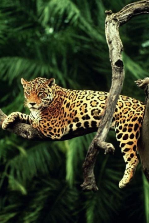 Cute Amazon Rainforest Animals All Hd Wallpapers Gallery