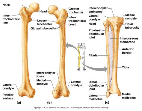 The long bones of the body contain many distinct regions due to the way in which they develop. Appendicular Skeleton