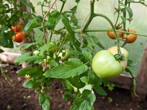 Wir überlegten, wann wir tomaten säen sollten, abhängig von den klimatischen eigenschaften der region und der vielfalt der gemüsepflanzen. ⋆ Wie und warum werden Tomaten gepflanzt? ⋆ 🌼 Farmer