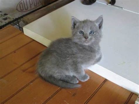 Russian blues are smart, devoted cats that make wonderful, loyal companions. Russian Blue Kittens for Adoption-8 weeks old for Sale in ...