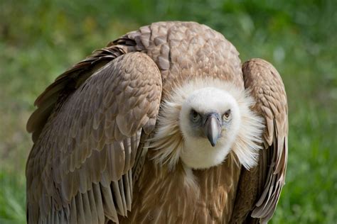 Vultures Facts And Info Pictures Videos And Much More About Vultures