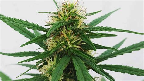 Floración De La Marihuana Guía Definitiva Sobre Esta Etapa