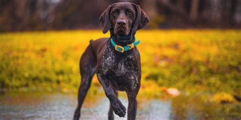 German Shorthaired Pointer Complete Breed Guide Pet Better With Pet