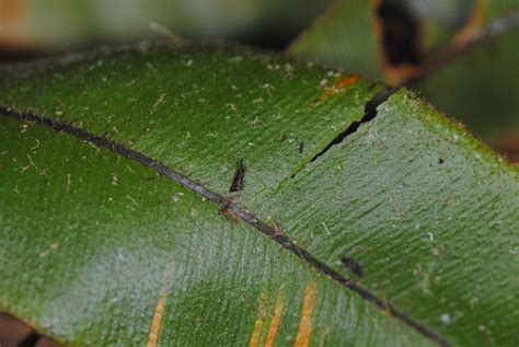 Oleandra Sibaldii Ferns And Lycophytes Of The World