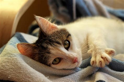 Stop cats pooping in your garden or flowerbed once they are in. What To Do If Your Cat Scratches You - 7 Tips to Stop the ...