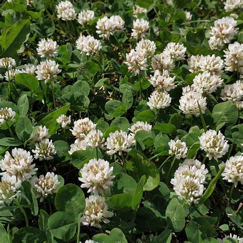 Bulk White Dutch Clover Seeds Trifolium Repens